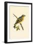 Citril Finch,  from 'A History of the Birds of Europe Not Observed in the British Isles'-English-Framed Giclee Print
