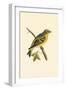 Citril Finch,  from 'A History of the Birds of Europe Not Observed in the British Isles'-English-Framed Giclee Print