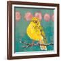 Citrine Fly Catcher-Molly Reeves-Framed Photographic Print