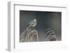 Citrine wagtail male perched on reed, Latvia-Markus Varesvuo-Framed Photographic Print