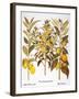 Citron And Orange, 1613-Besler Basilius-Framed Giclee Print