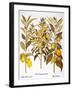 Citron And Orange, 1613-Besler Basilius-Framed Giclee Print