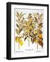 Citron And Orange, 1613-Besler Basilius-Framed Giclee Print