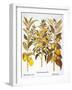 Citron And Orange, 1613-Besler Basilius-Framed Giclee Print