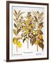 Citron And Orange, 1613-Besler Basilius-Framed Giclee Print