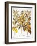 Citron And Orange, 1613-Besler Basilius-Framed Giclee Print