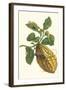 Citron with Monkey Slug and a Harlequin Beetle-Maria Sibylla Merian-Framed Art Print