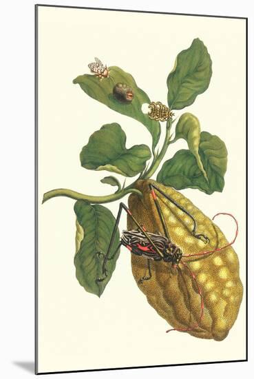 Citron with Monkey Slug and a Harlequin Beetle-Maria Sibylla Merian-Mounted Art Print