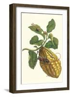 Citron with Monkey Slug and a Harlequin Beetle-Maria Sibylla Merian-Framed Art Print