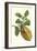 Citron with Monkey Slug and a Harlequin Beetle-Maria Sibylla Merian-Framed Art Print