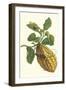 Citron with Monkey Slug and a Harlequin Beetle-Maria Sibylla Merian-Framed Art Print