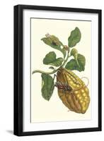 Citron with Monkey Slug and a Harlequin Beetle-Maria Sibylla Merian-Framed Art Print