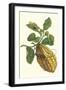 Citron with Monkey Slug and a Harlequin Beetle-Maria Sibylla Merian-Framed Art Print