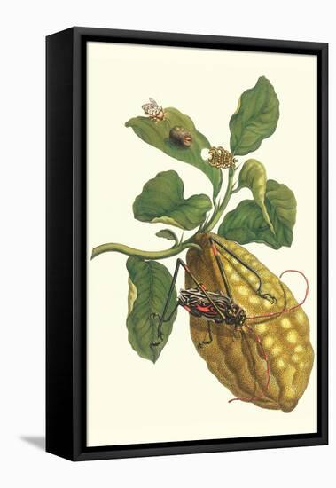 Citron with Monkey Slug and a Harlequin Beetle-Maria Sibylla Merian-Framed Stretched Canvas
