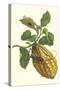 Citron with Monkey Slug and a Harlequin Beetle-Maria Sibylla Merian-Stretched Canvas