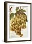 Citronelle Grape-A. Kreyder-Framed Giclee Print