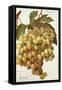 Citronelle Grape-A. Kreyder-Framed Stretched Canvas