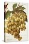 Citronelle Grape-A. Kreyder-Stretched Canvas