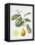 Citrus Bergamot, 1995-Margaret Ann Eden-Framed Stretched Canvas