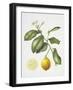 Citrus Bergamot, 1995-Margaret Ann Eden-Framed Giclee Print