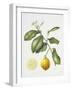 Citrus Bergamot, 1995-Margaret Ann Eden-Framed Giclee Print