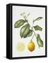 Citrus Bergamot, 1995-Margaret Ann Eden-Framed Stretched Canvas