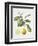 Citrus Bergamot, 1995-Margaret Ann Eden-Framed Giclee Print