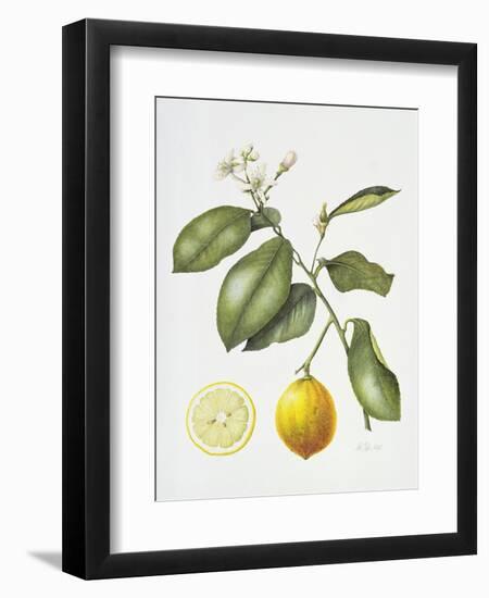 Citrus Bergamot, 1995-Margaret Ann Eden-Framed Giclee Print