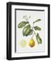 Citrus Bergamot, 1995-Margaret Ann Eden-Framed Giclee Print