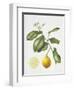 Citrus Bergamot, 1995-Margaret Ann Eden-Framed Giclee Print