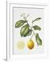 Citrus Bergamot, 1995-Margaret Ann Eden-Framed Giclee Print