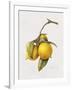 Citrus Bergamot, 1999-Margaret Ann Eden-Framed Giclee Print