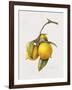 Citrus Bergamot, 1999-Margaret Ann Eden-Framed Giclee Print