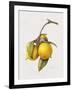 Citrus Bergamot, 1999-Margaret Ann Eden-Framed Giclee Print