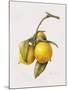 Citrus Bergamot, 1999-Margaret Ann Eden-Mounted Giclee Print