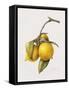 Citrus Bergamot, 1999-Margaret Ann Eden-Framed Stretched Canvas