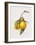 Citrus Bergamot, 1999-Margaret Ann Eden-Framed Giclee Print