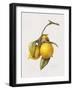 Citrus Bergamot, 1999-Margaret Ann Eden-Framed Giclee Print