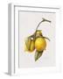 Citrus Bergamot, 1999-Margaret Ann Eden-Framed Giclee Print