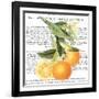 Citrus Edition II-Cory Bannister-Framed Art Print