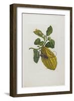 Citrus Fruit and Beetle, 1705-1771-Maria Sibylla Graff Merian-Framed Giclee Print