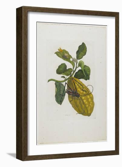 Citrus Fruit and Beetle, 1705-1771-Maria Sibylla Graff Merian-Framed Giclee Print