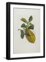 Citrus Fruit and Beetle, 1705-1771-Maria Sibylla Graff Merian-Framed Giclee Print