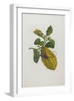 Citrus Fruit and Beetle, 1705-1771-Maria Sibylla Graff Merian-Framed Giclee Print
