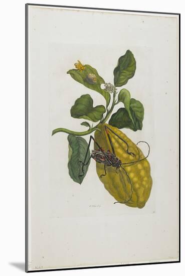 Citrus Fruit and Beetle, 1705-1771-Maria Sibylla Graff Merian-Mounted Giclee Print