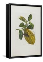 Citrus Fruit and Beetle, 1705-1771-Maria Sibylla Graff Merian-Framed Stretched Canvas