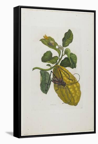 Citrus Fruit and Beetle, 1705-1771-Maria Sibylla Graff Merian-Framed Stretched Canvas