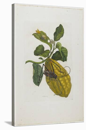 Citrus Fruit and Beetle, 1705-1771-Maria Sibylla Graff Merian-Stretched Canvas
