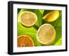 Citrus Fruits on Banana Leaves-Christophe Madamour-Framed Photographic Print