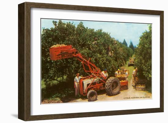 Citrus Harvest in Florida-null-Framed Art Print